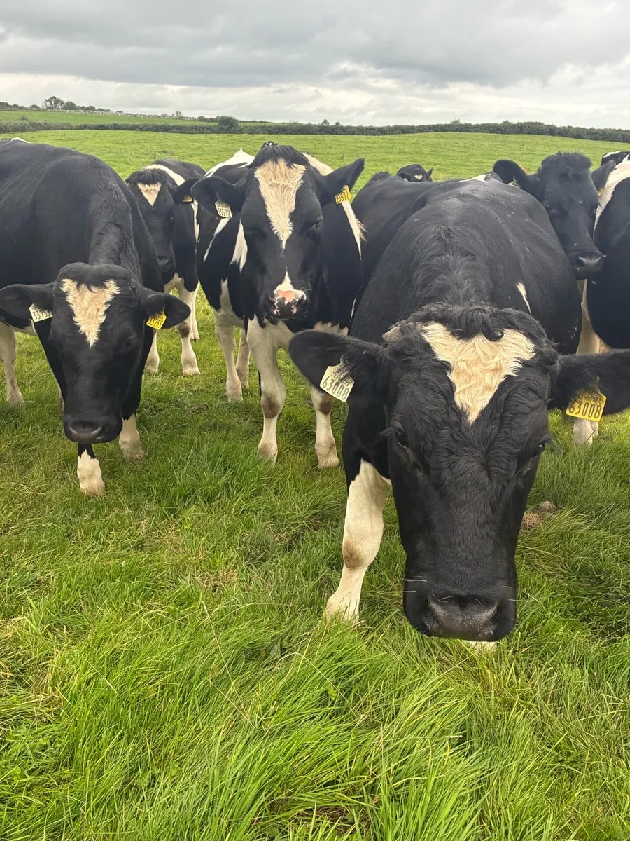 Friesian Store Bullocks - Image 1