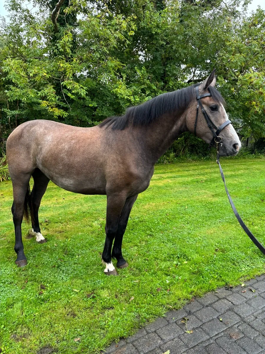 2yo filly Lot 7 Cavan - Image 1