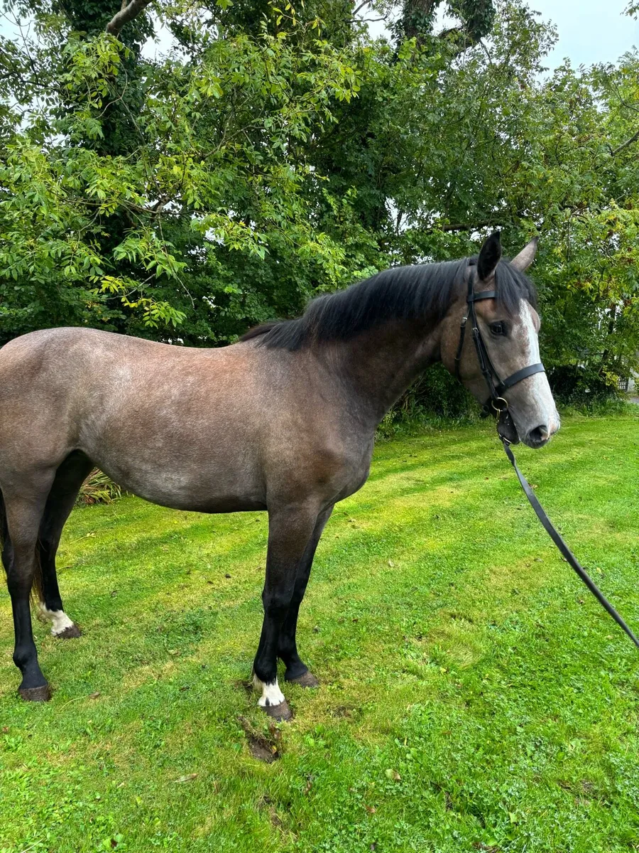 2yo filly Lot 7 Cavan - Image 2