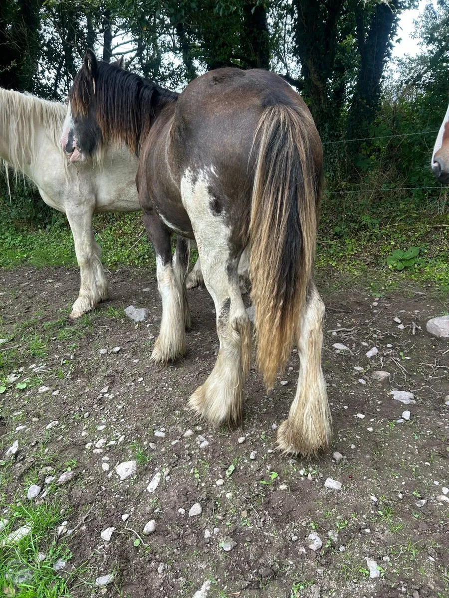 Filly - Image 2