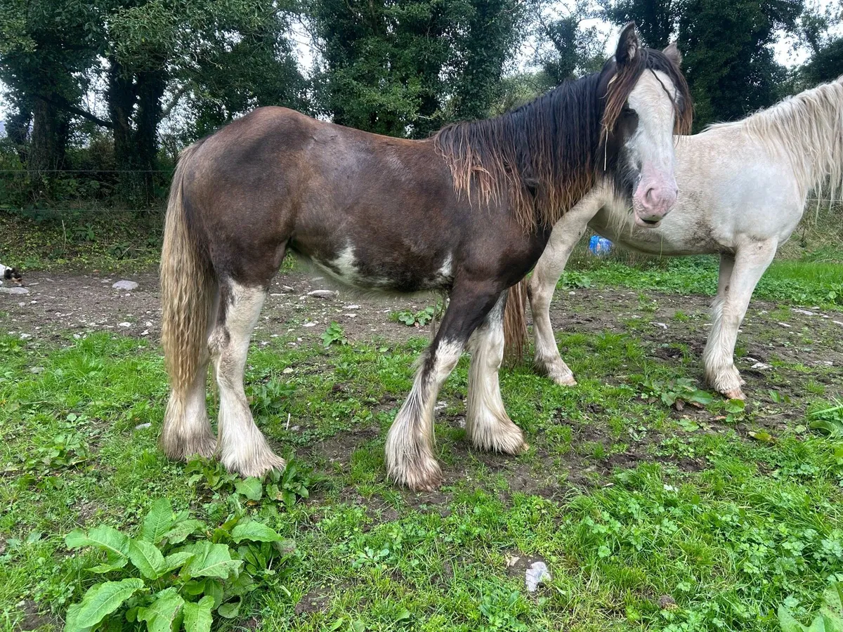 Filly - Image 3