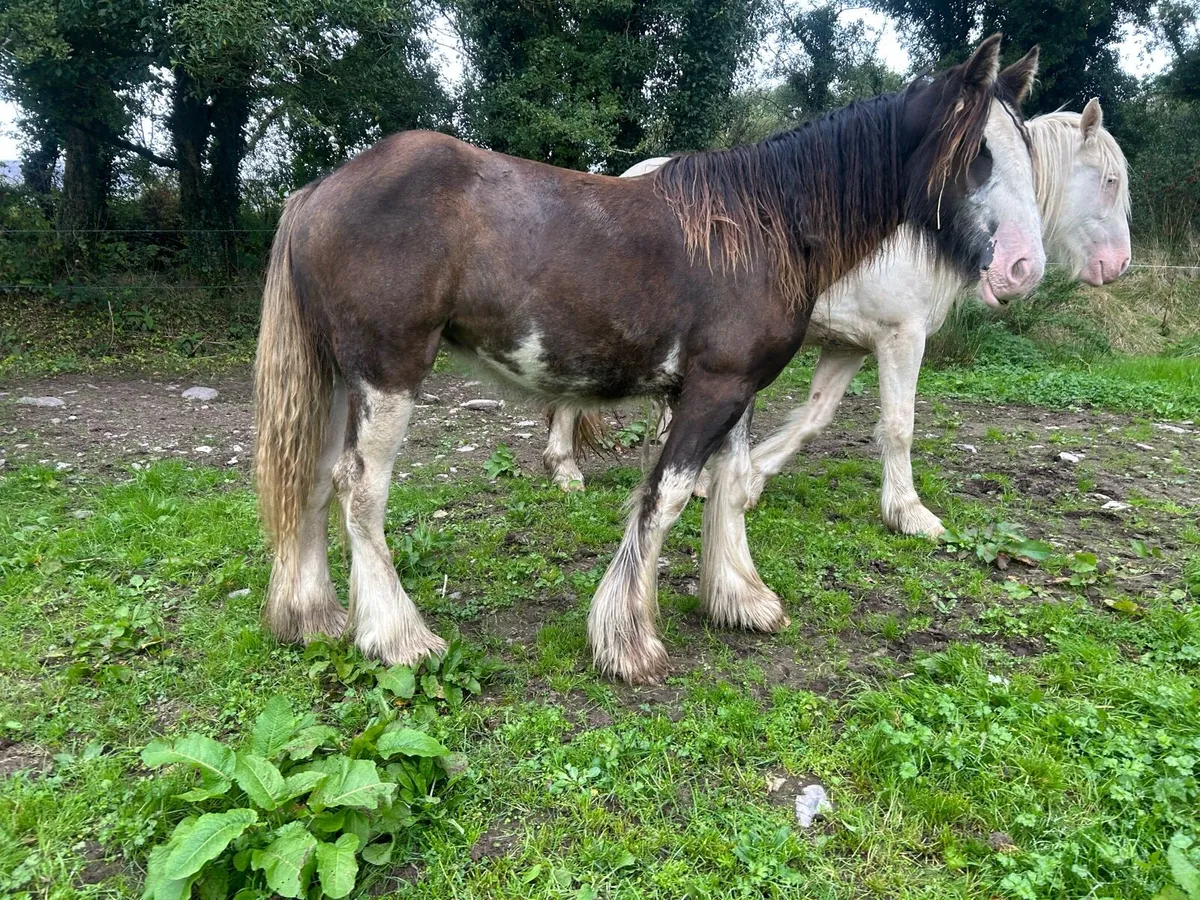 Filly - Image 4