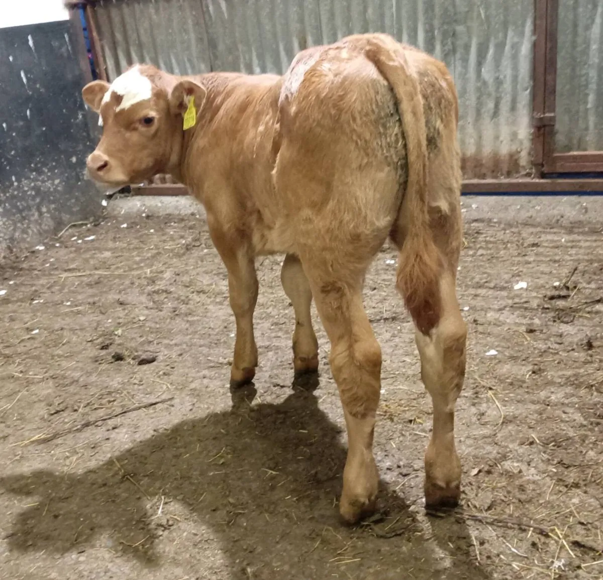 CONTINENTAL  SUCKLER  BULL  CALF - Image 2