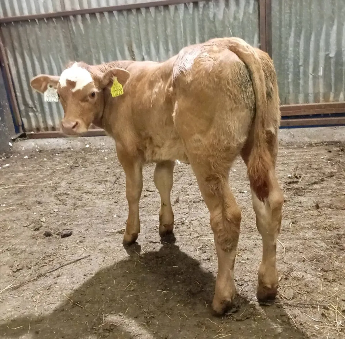 CONTINENTAL  SUCKLER  BULL  CALF - Image 1
