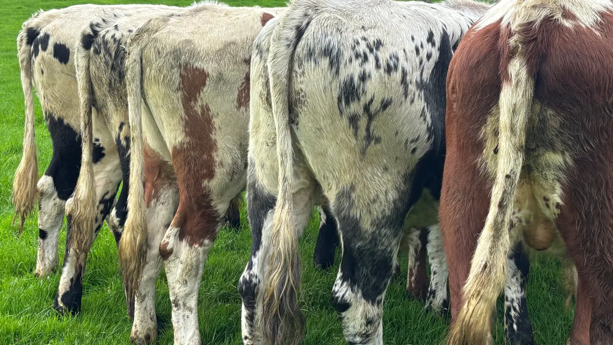 5 Irish Moiled Bullocks - Image 4