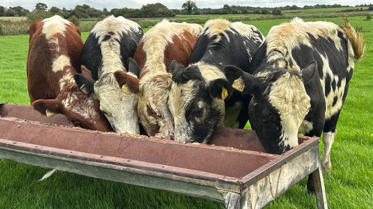 5 Irish Moiled Bullocks - Image 3