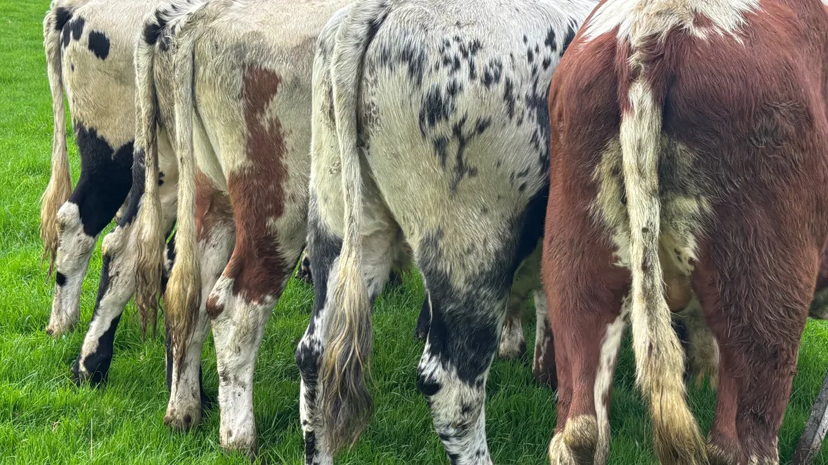 5 Irish Moiled Bullocks - Image 2