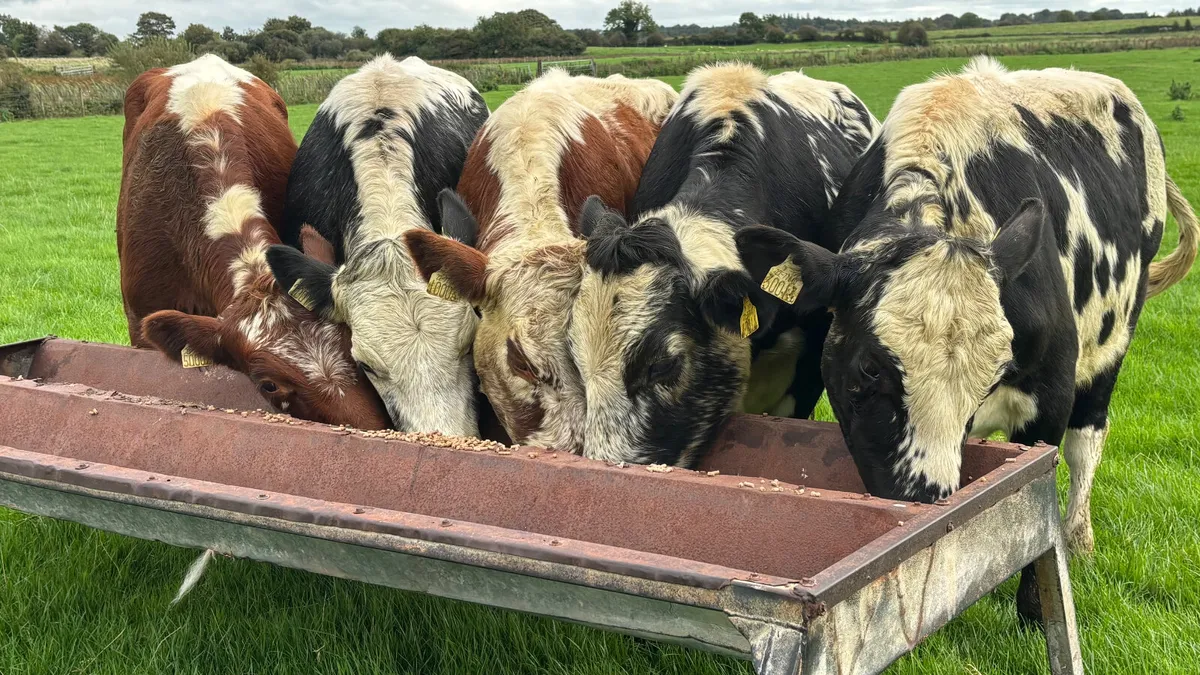 5 Irish Moiled Bullocks - Image 1