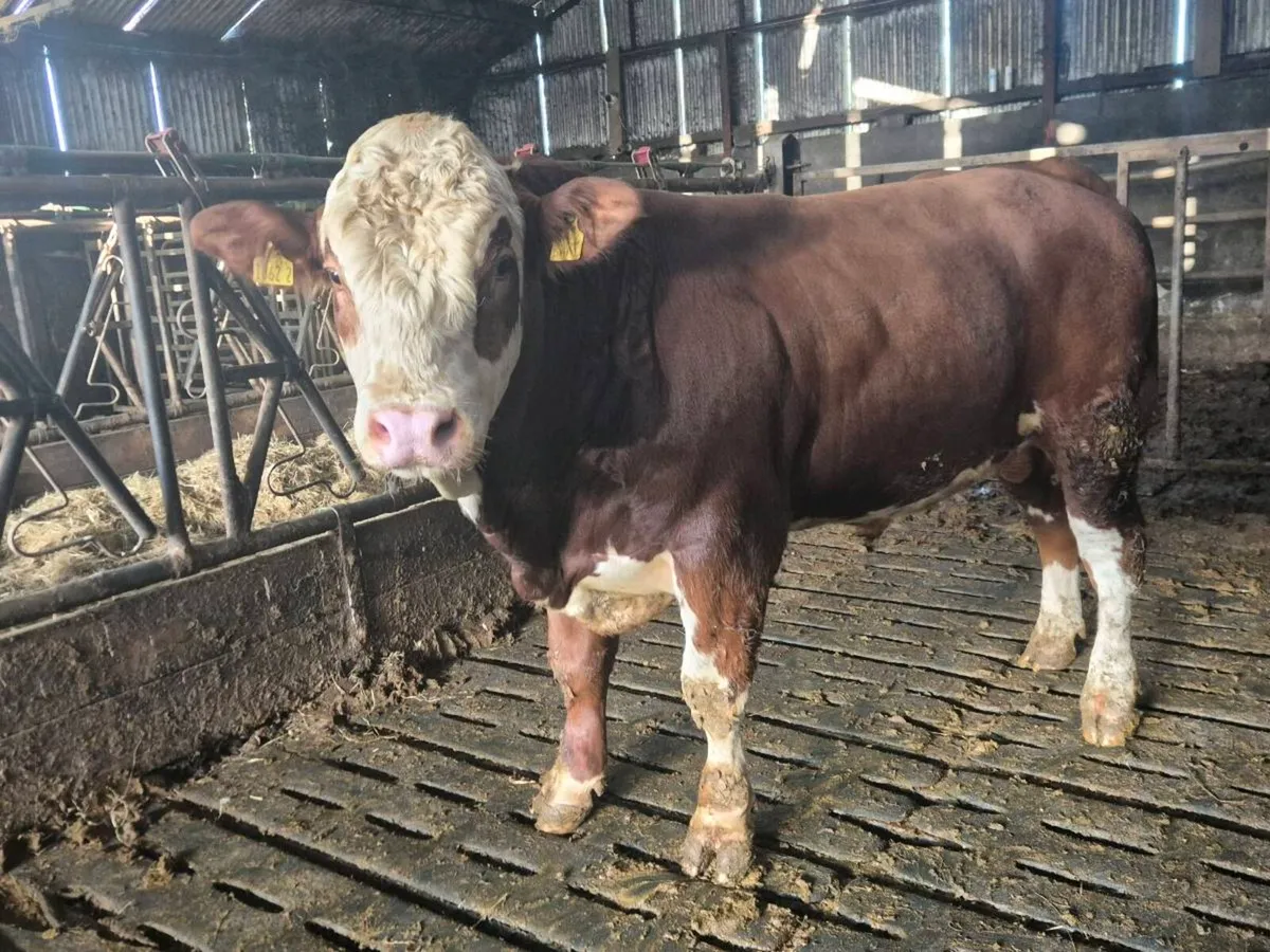 Pedigree Simmental Bulls - Image 2