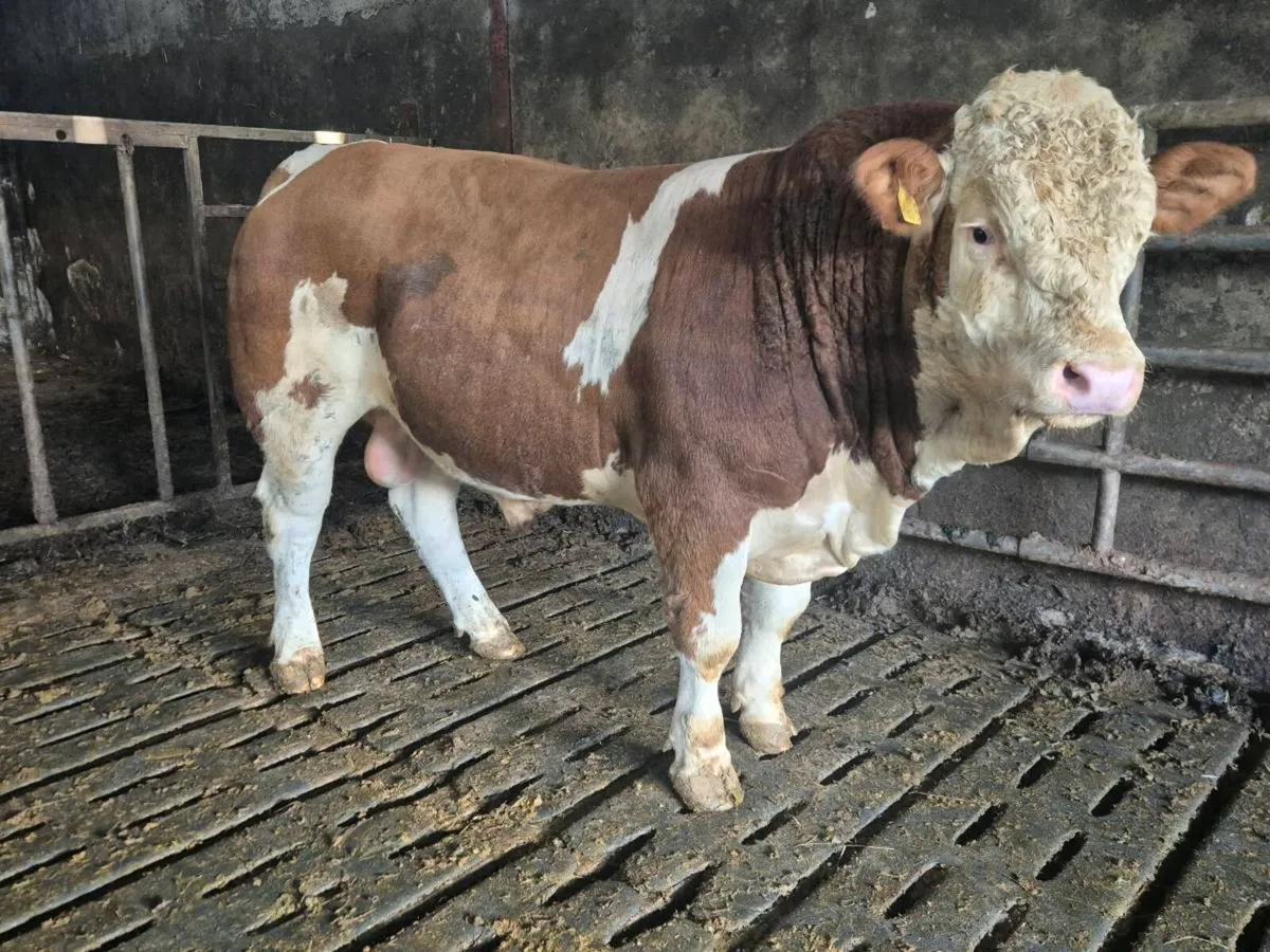 Pedigree Simmental Bulls - Image 3