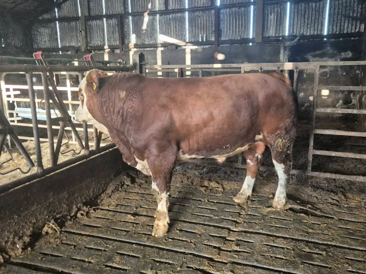 Pedigree Simmental Bulls - Image 4