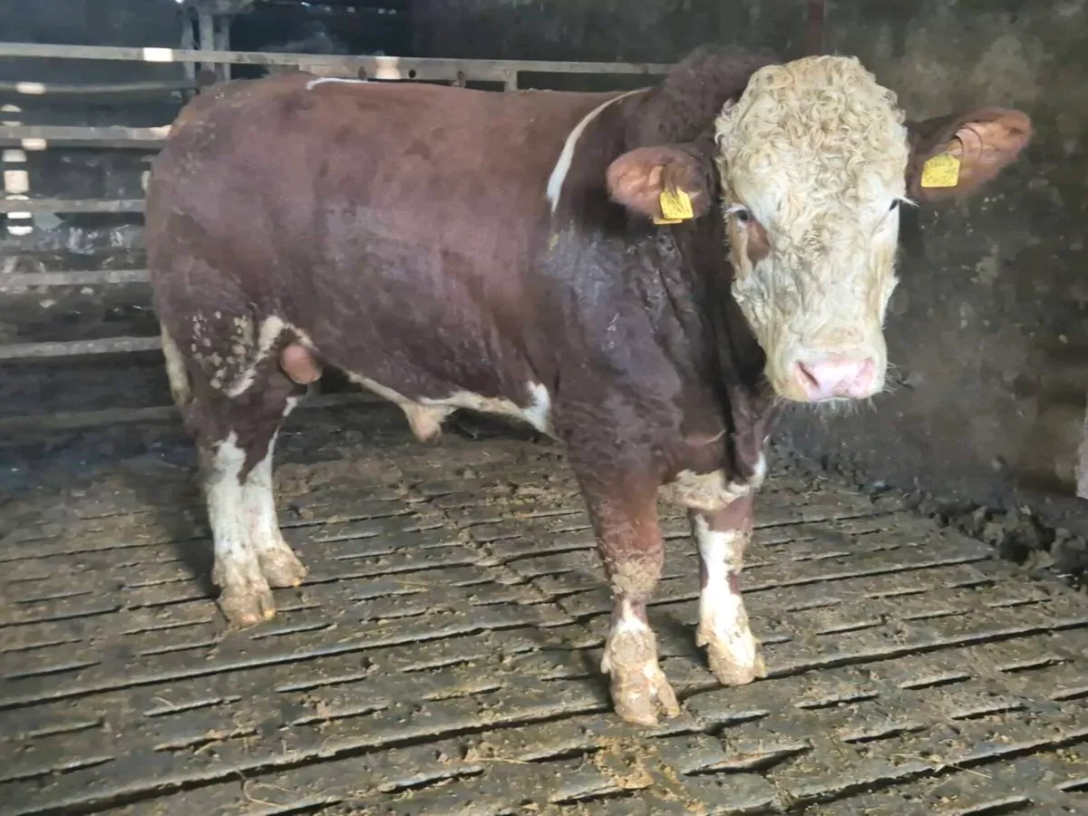 Pedigree Simmental Bulls - Image 1