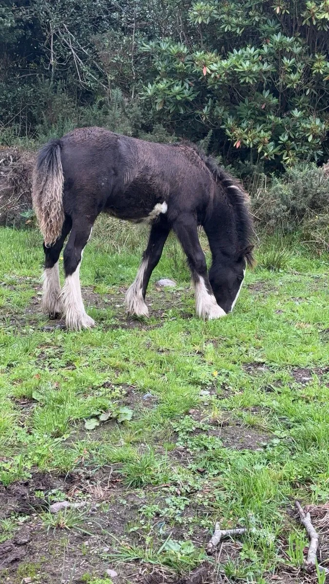 Colt foal - Image 2