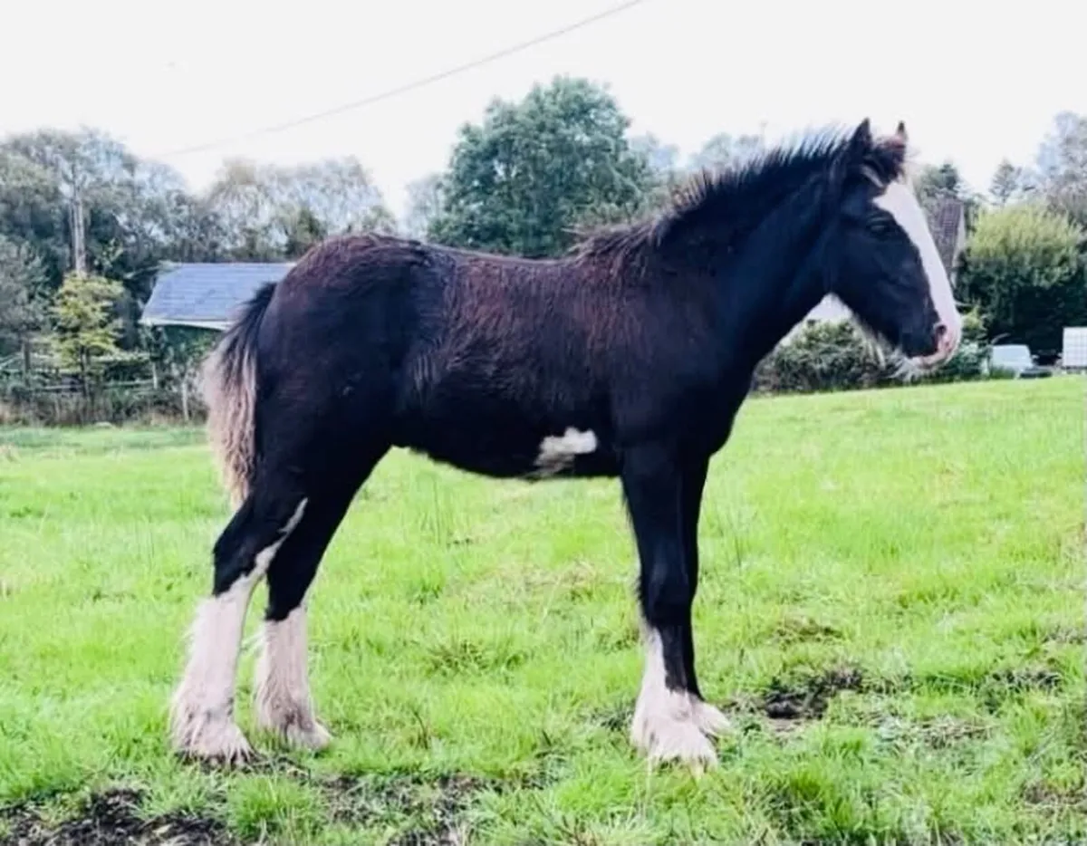 Colt foal - Image 1