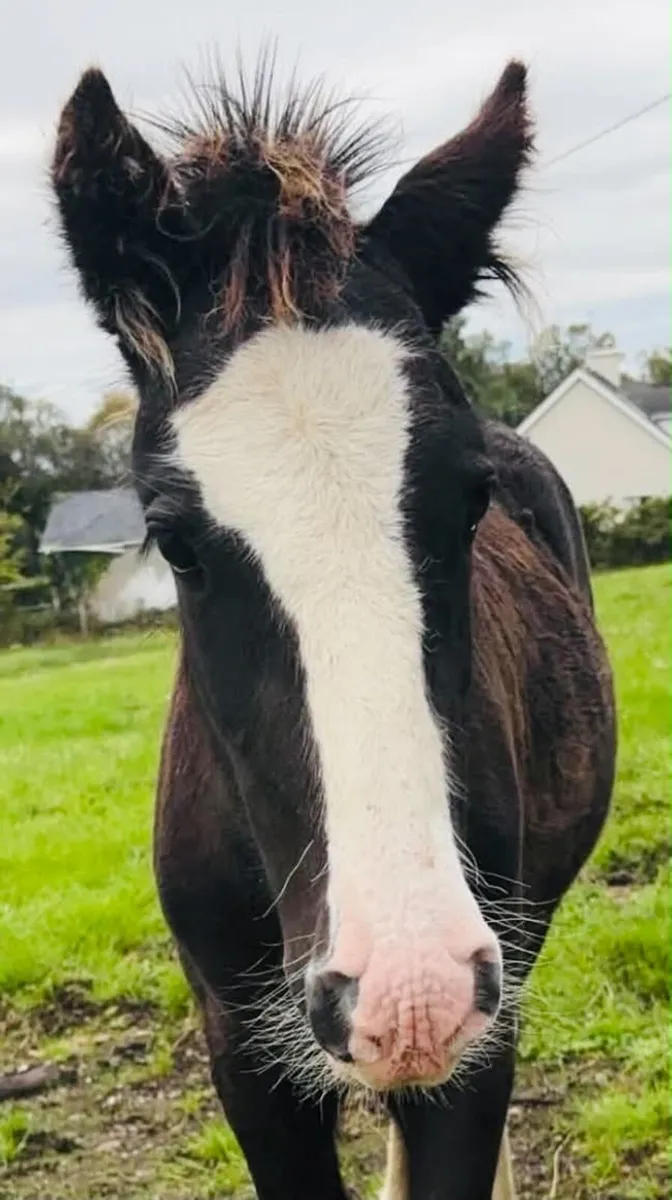 Colt foal - Image 4