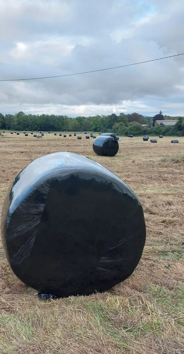 Silage - Image 2