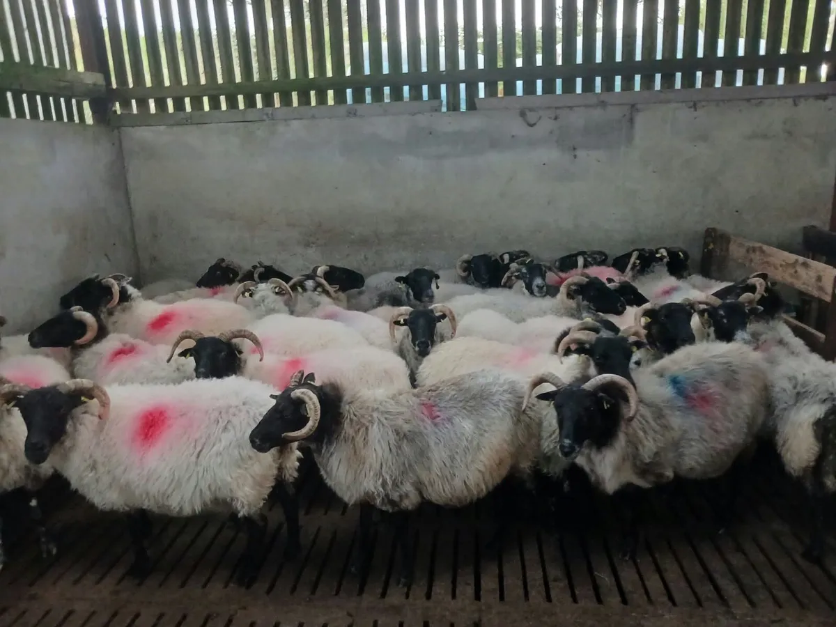 30 Strong Ages Ewes - Image 2