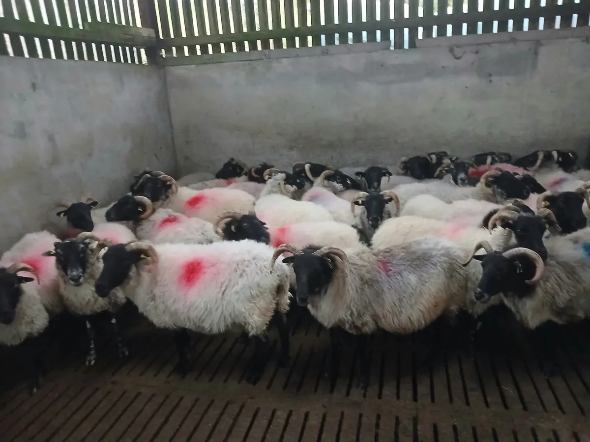 30 Strong Ages Ewes - Image 1