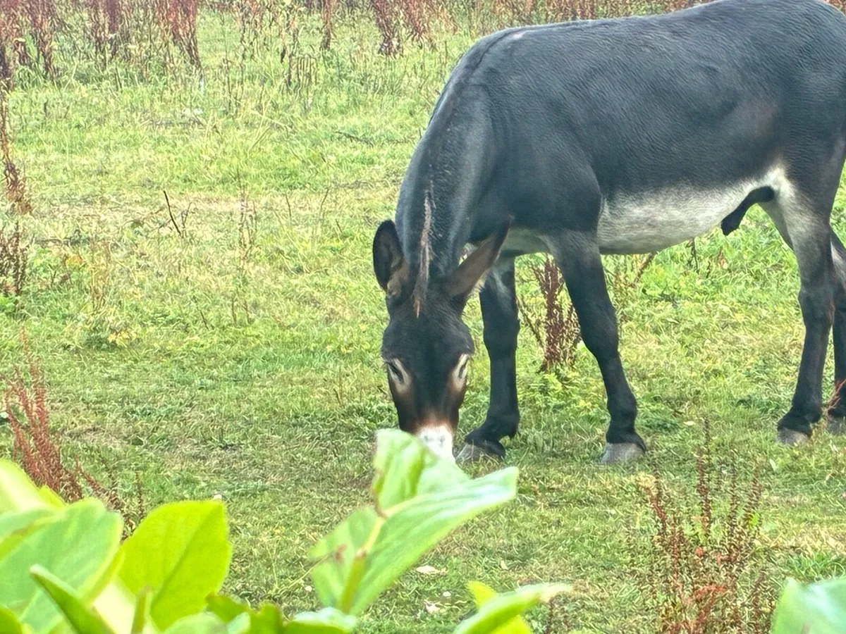 Donkey - Image 2