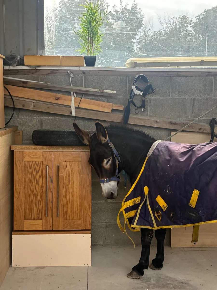 Donkey - Image 3