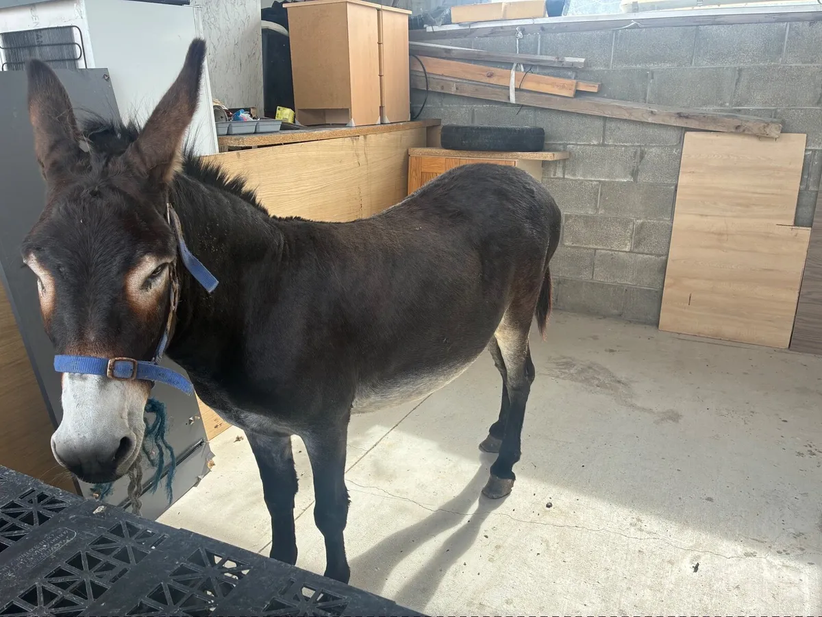 Donkey - Image 1