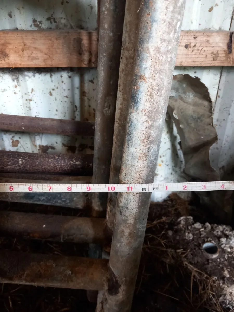 Cattle divider - Image 2