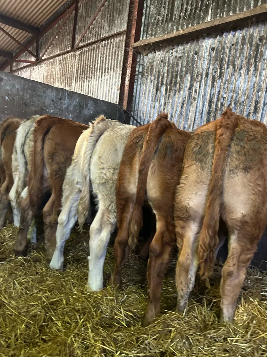 Super continental heifer weanlings - Image 1