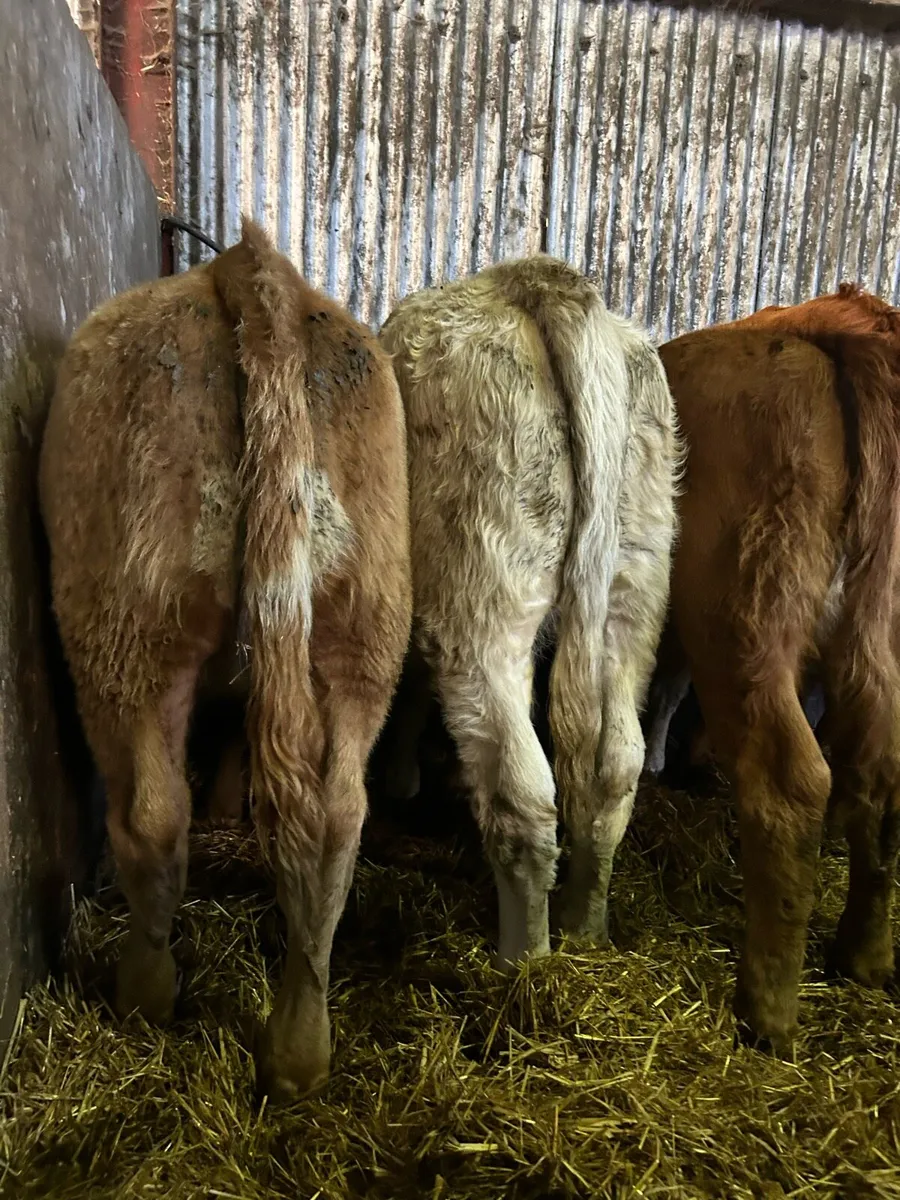 Super continental heifer weanlings - Image 2