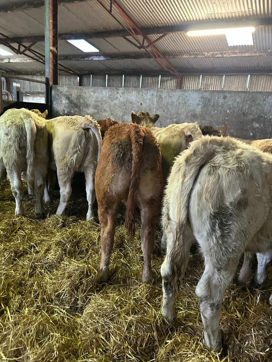 Super continental heifer weanlings - Image 3