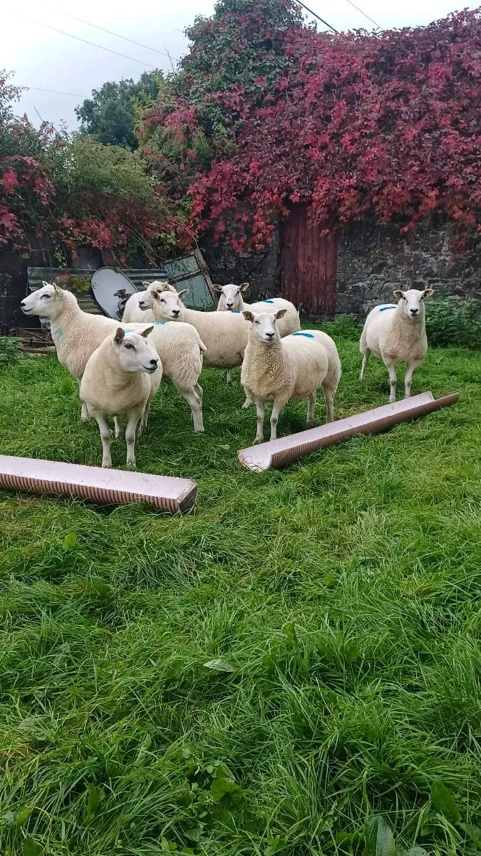 HOGGETS - Image 1