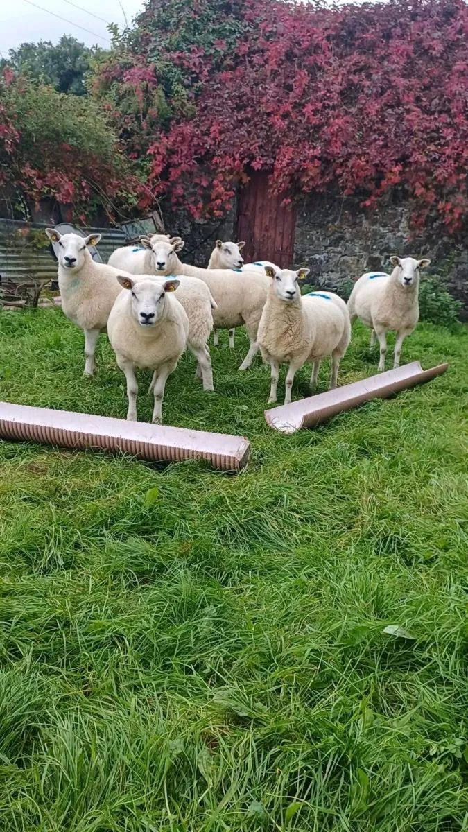 HOGGETS - Image 2