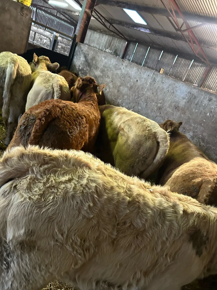 Super continental heifer weanlings - Image 4