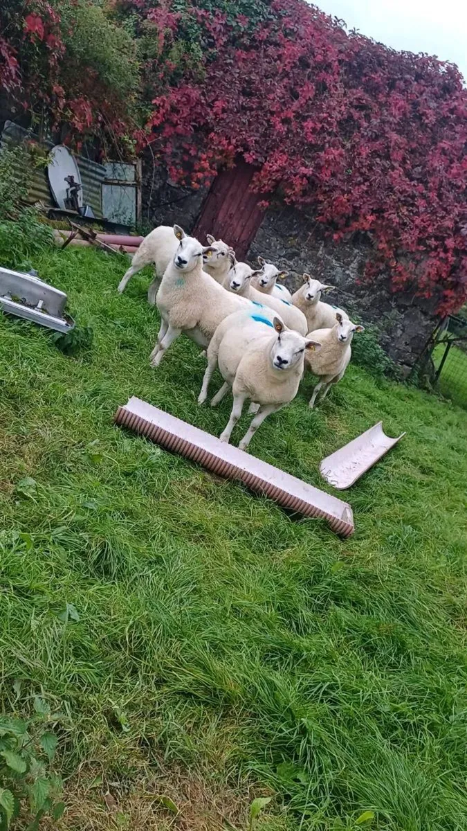 HOGGETS - Image 4