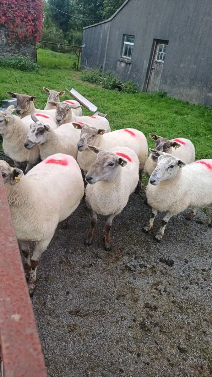 HOGGETS - Image 3