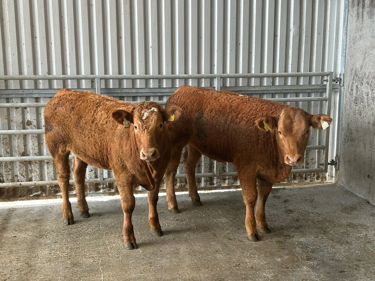 Cracking Limousine Heifers - Image 1