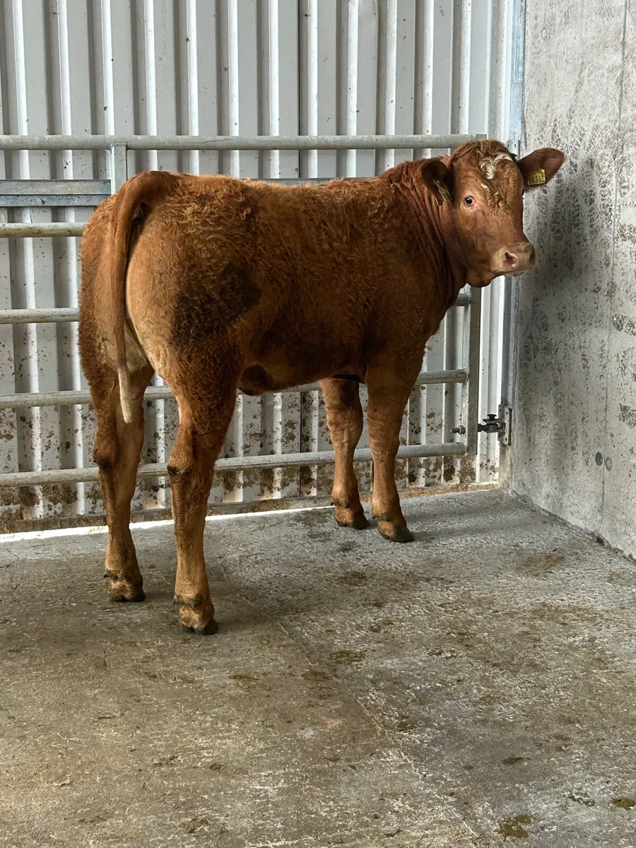 Cracking Limousine Heifers - Image 2