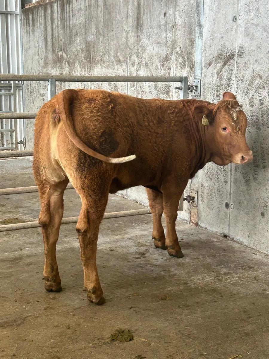 Cracking Limousine Heifers - Image 3