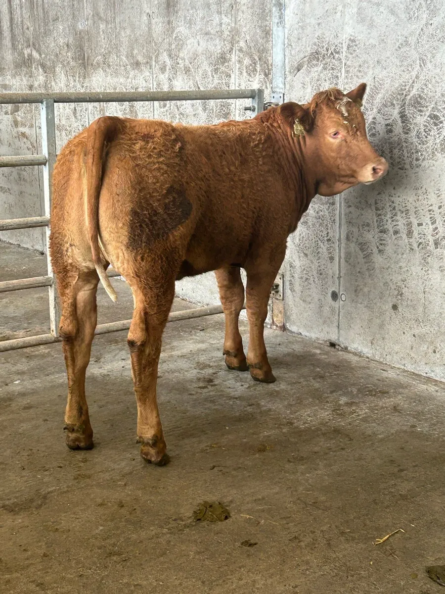 Cracking Limousine Heifers - Image 4