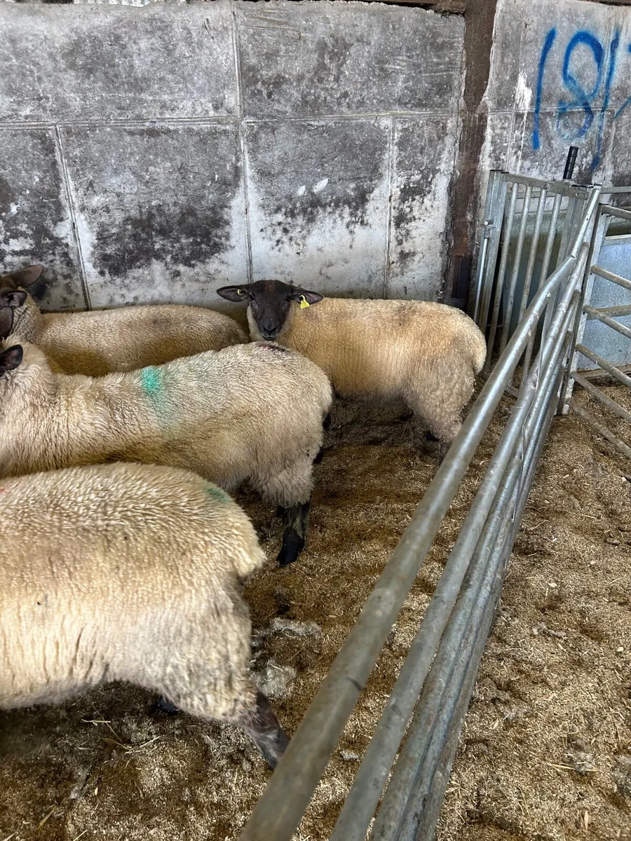 Ewe lambs - Image 4