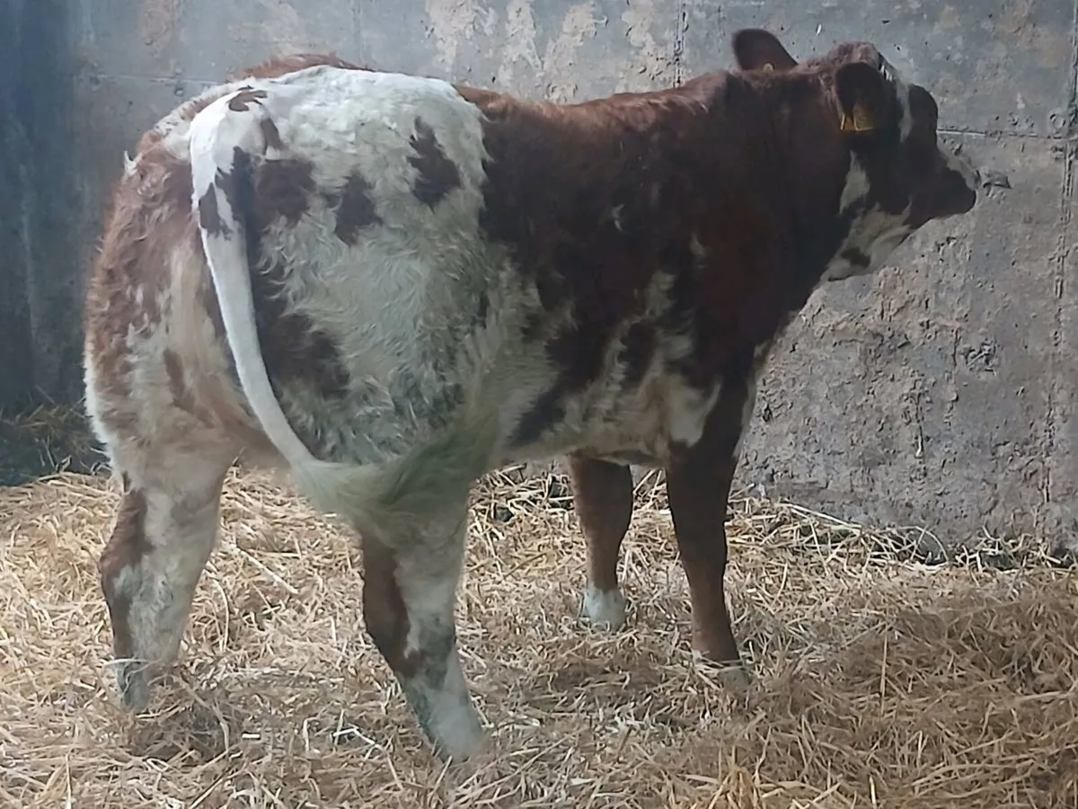 1 Show 5 🌟🌟🌟🌟🌟  LMX Heifer for sale. - Image 3
