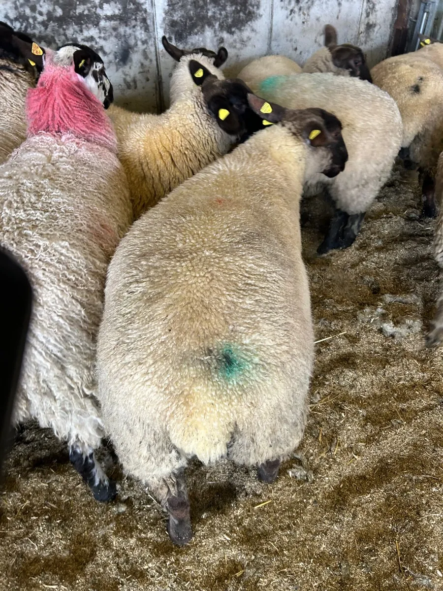 Ewe lambs - Image 1