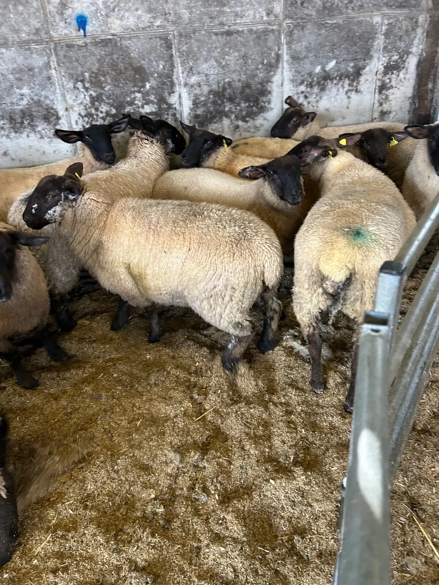Ewe lambs - Image 2