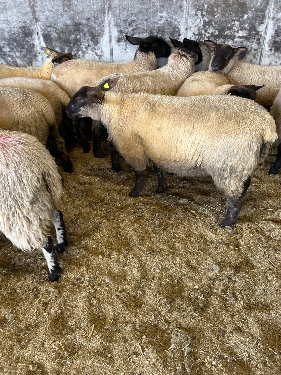 Ewe lambs - Image 3