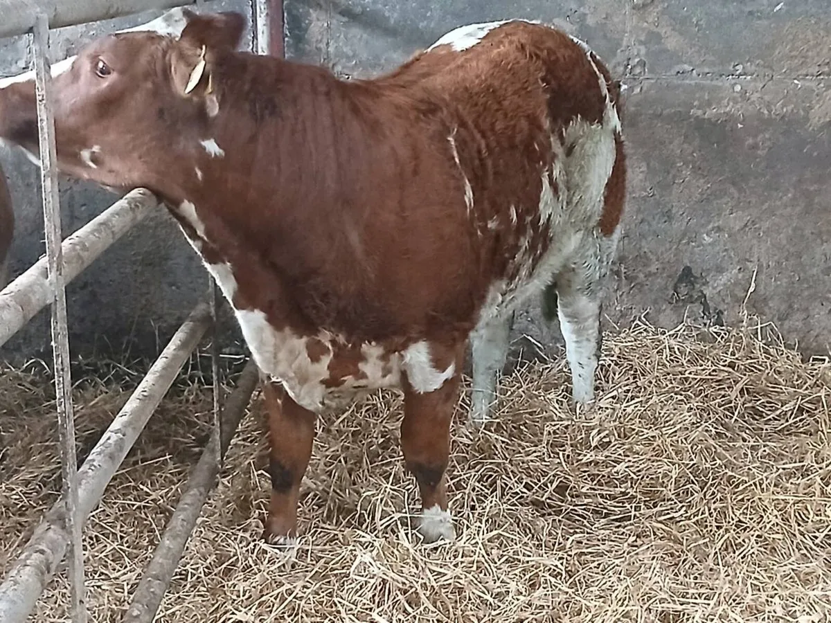 1 Show 5 🌟🌟🌟🌟🌟  LMX Heifer for sale. - Image 2