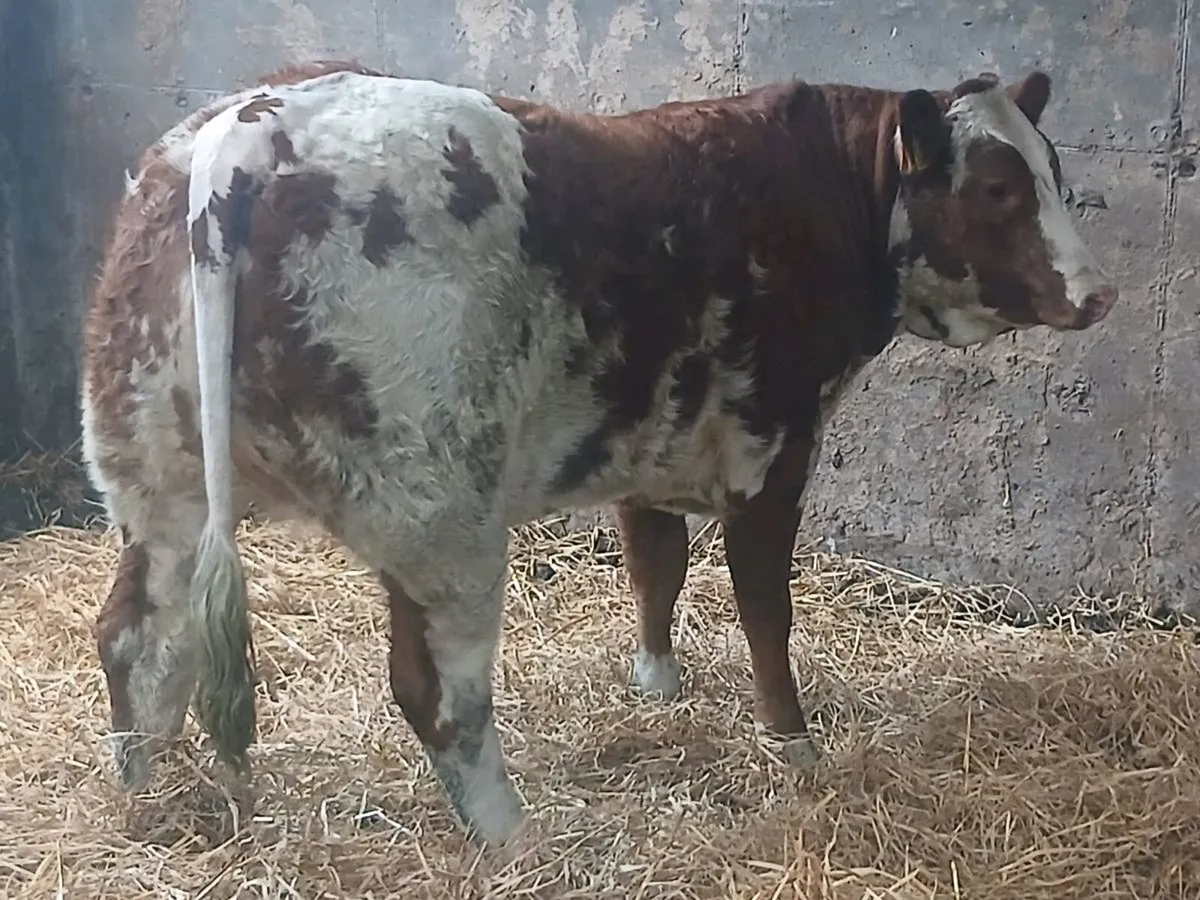 1 Show 5 🌟🌟🌟🌟🌟  LMX Heifer for sale. - Image 4