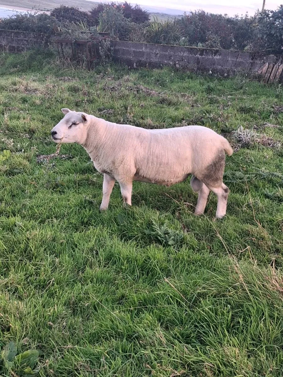 PBNR Texel Hogget Ram - Image 2