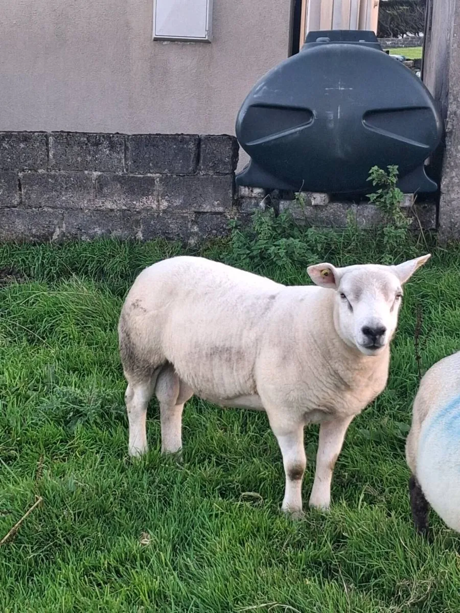 PBNR Texel Hogget Ram - Image 3