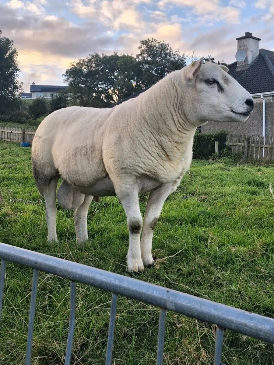 PBNR Texel Hogget Ram - Image 4