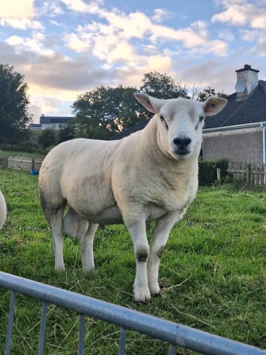 PBNR Texel Hogget Ram - Image 1