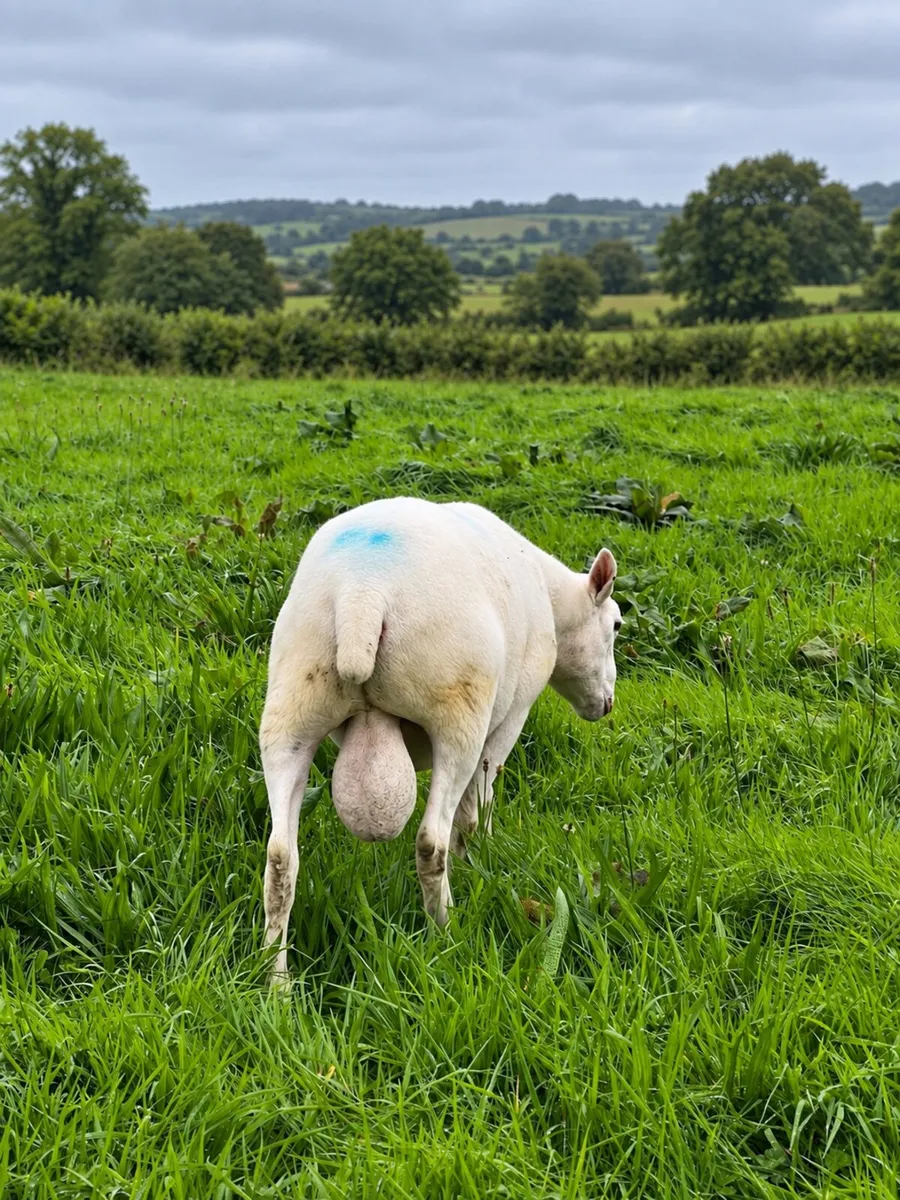 Easy Care Hogget Ram For Sale - Image 2